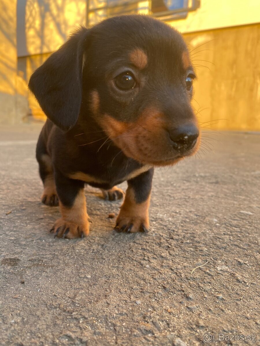 Jezevčík trpasličí - 2