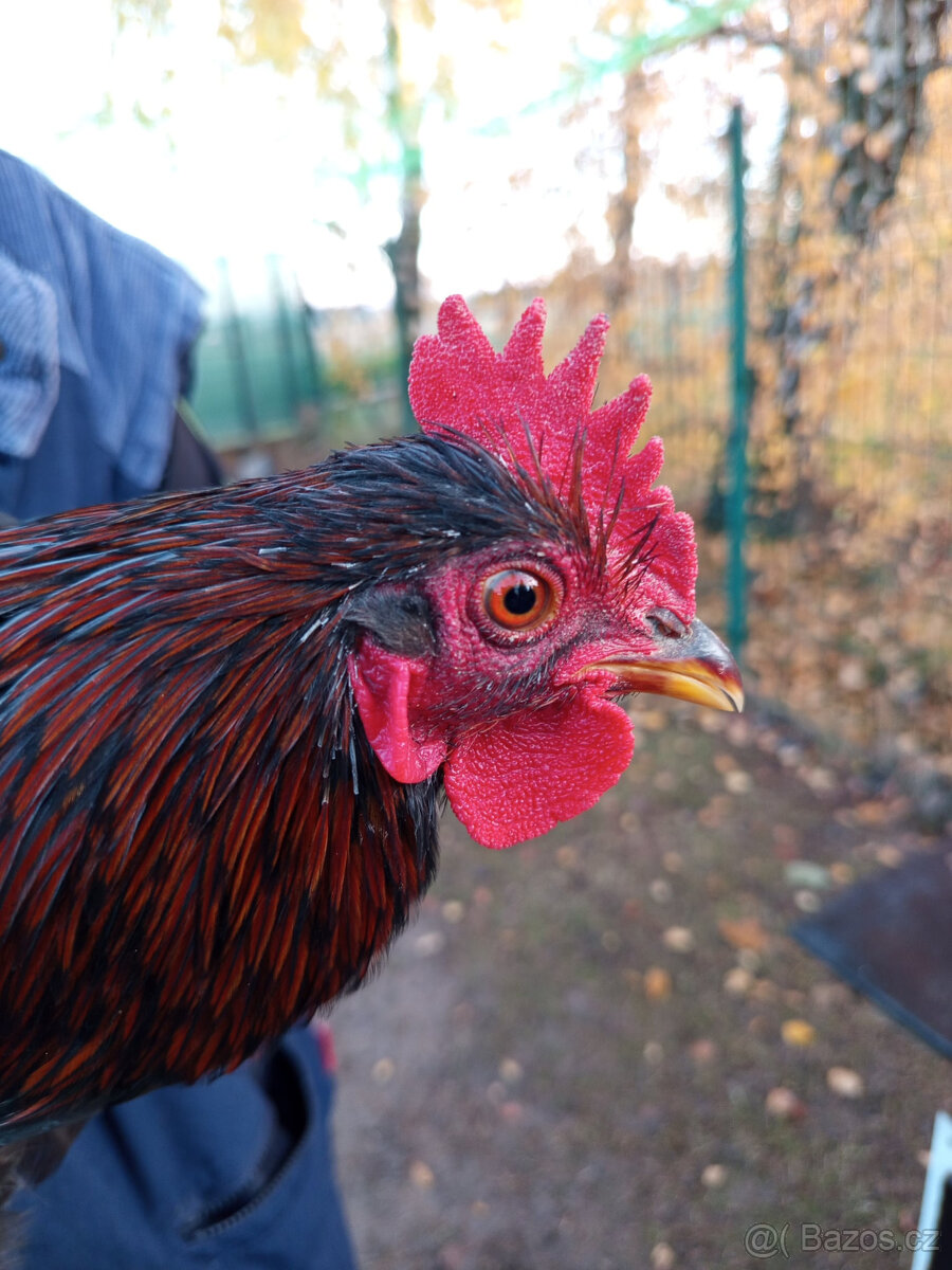Kohouti Barneveldka zdrobnělá dvojlemovaná . - 2