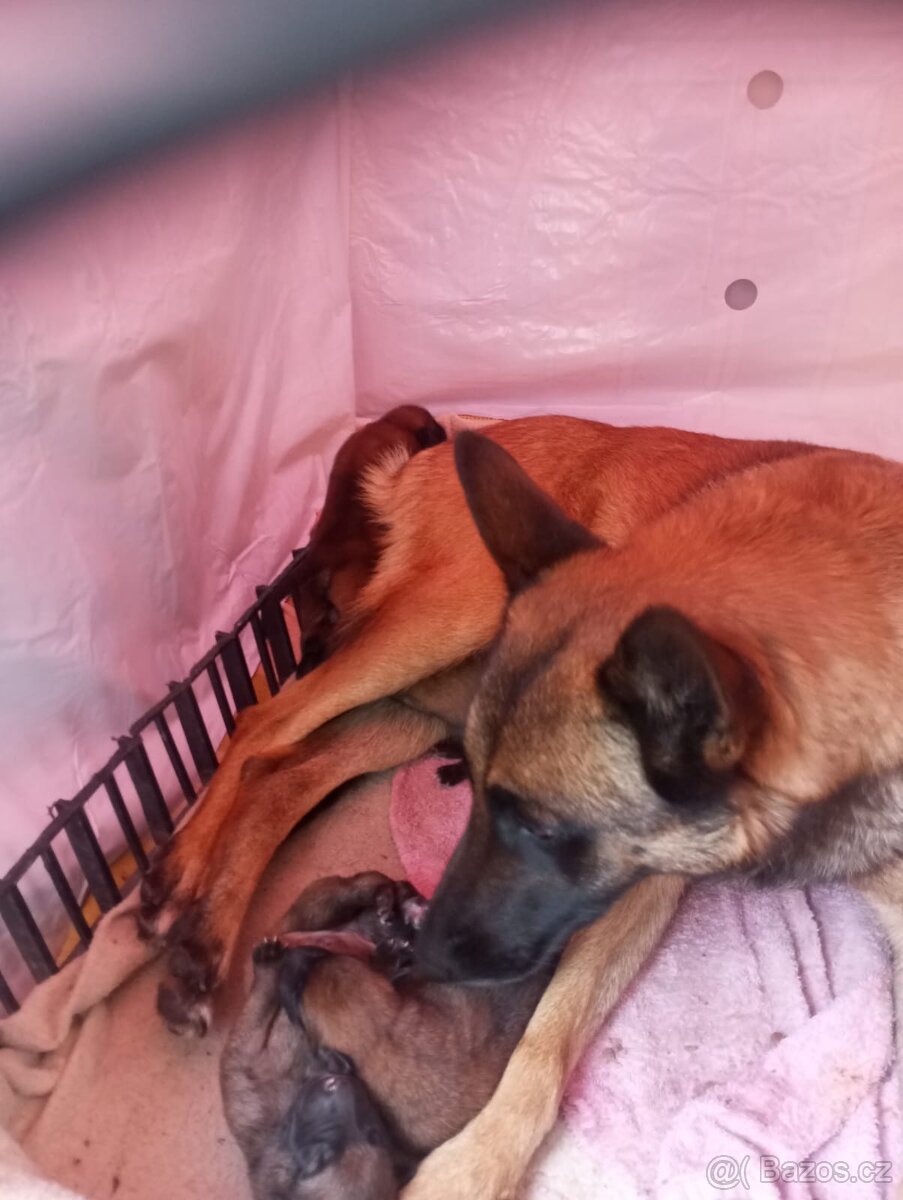 Belgický ovčák malinoas - 2