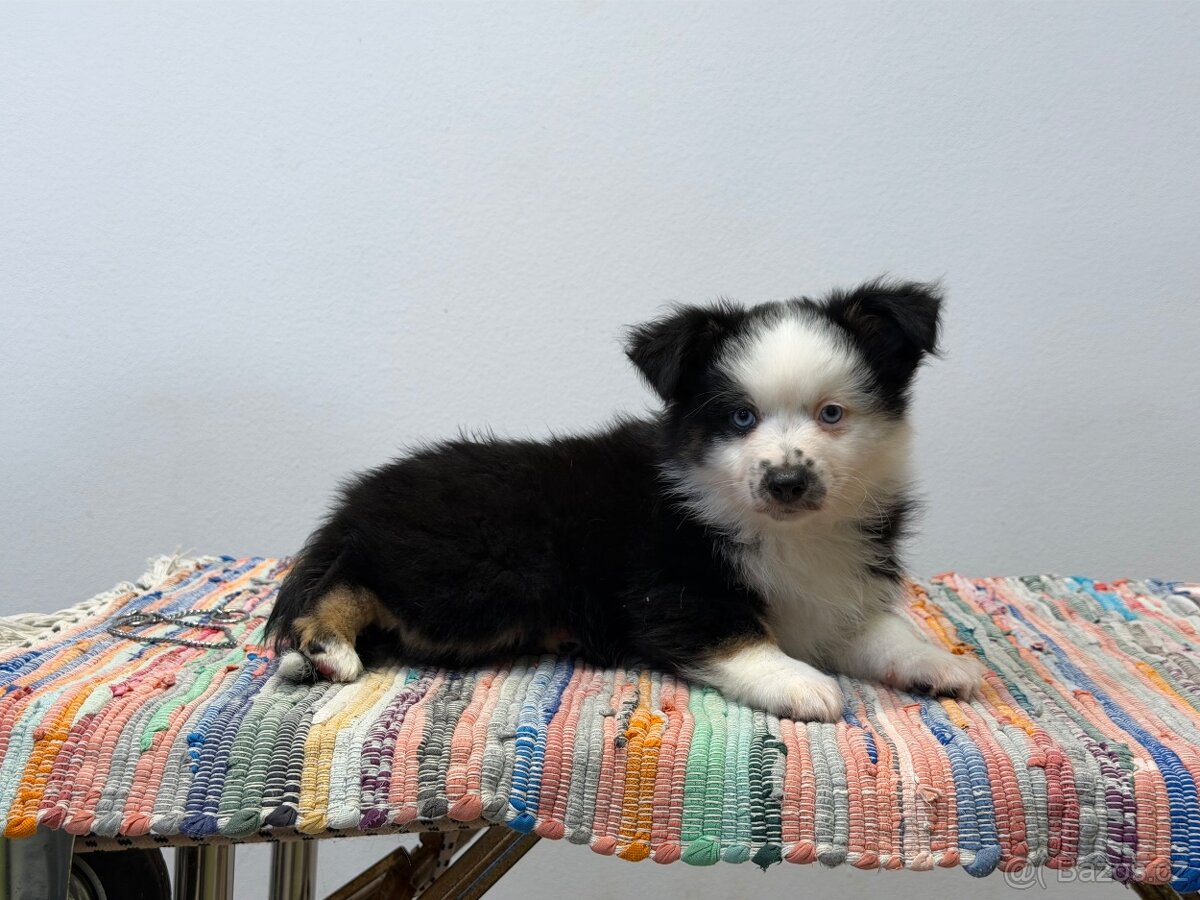 Miniaturní americký ovčák - Cookie - 2