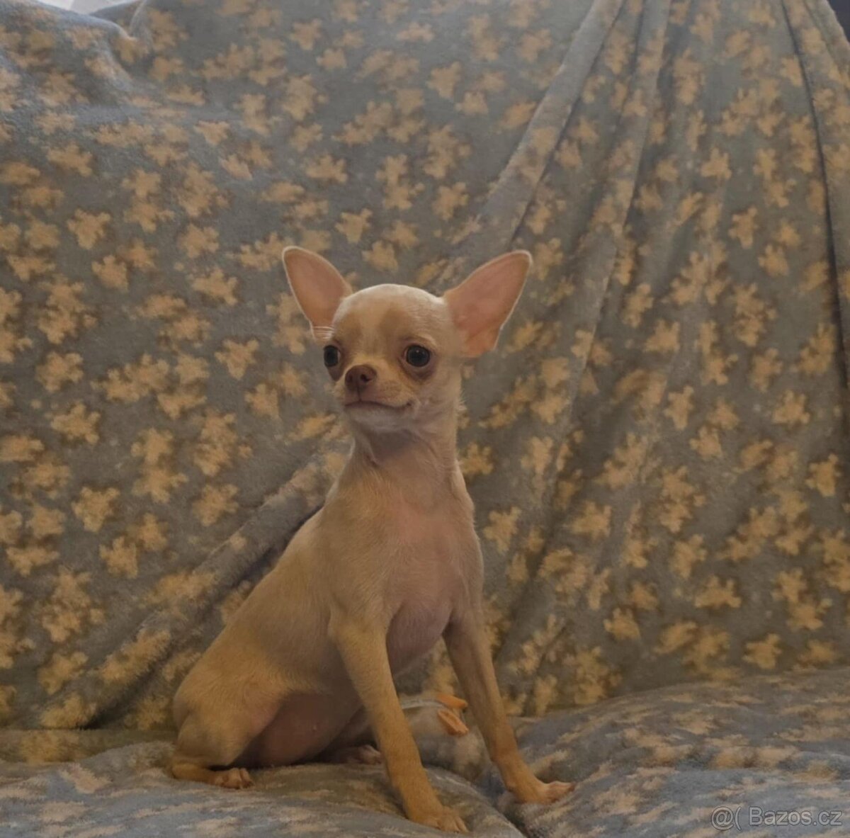 Čivava krátkosrstá s PP - 2