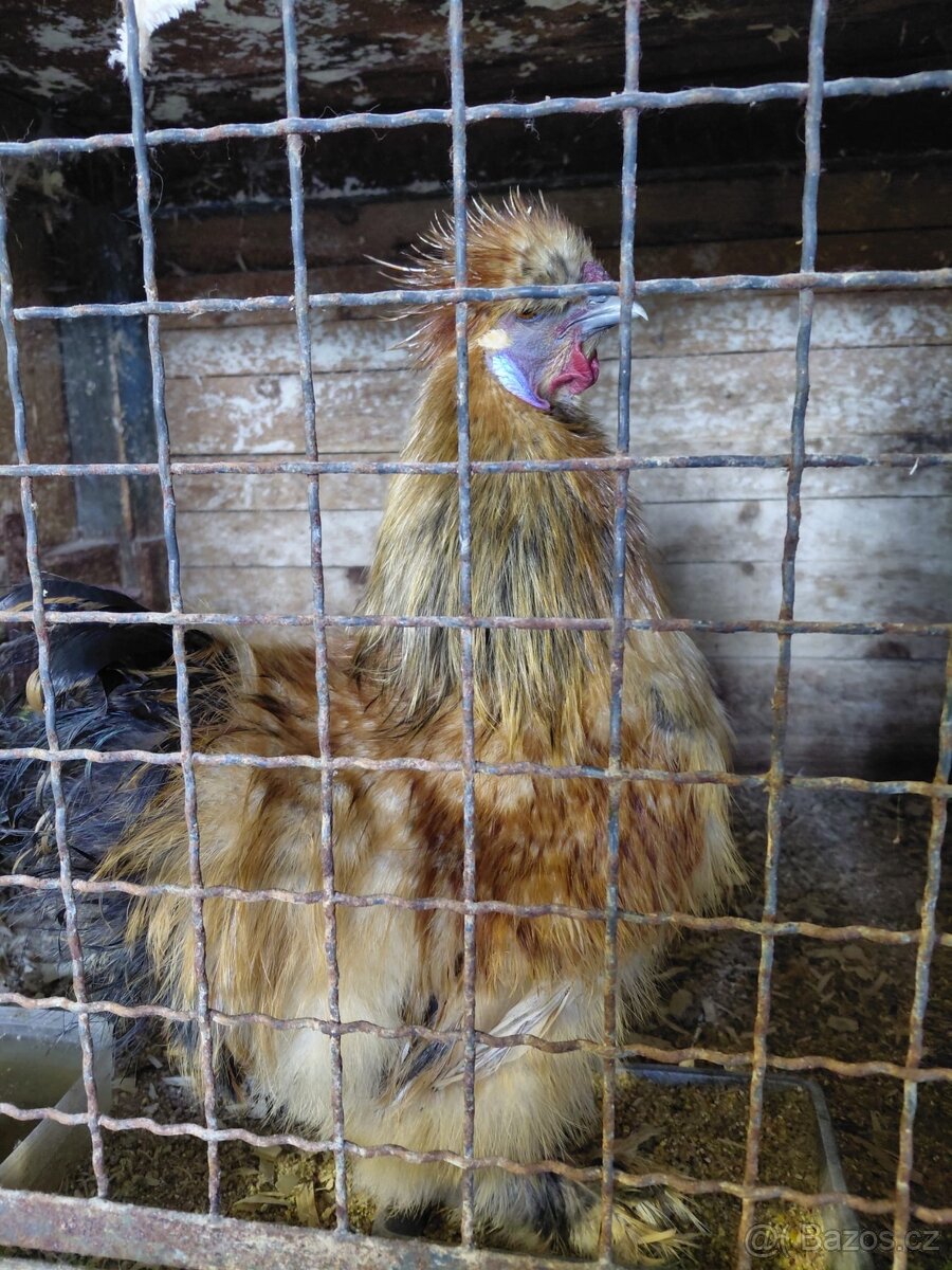 Kohout Hedvabnička zdrobnělá - 2