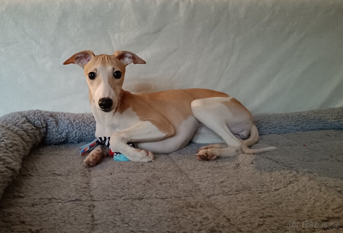 Vipet /Whippet/ - štěňata s PP - 2