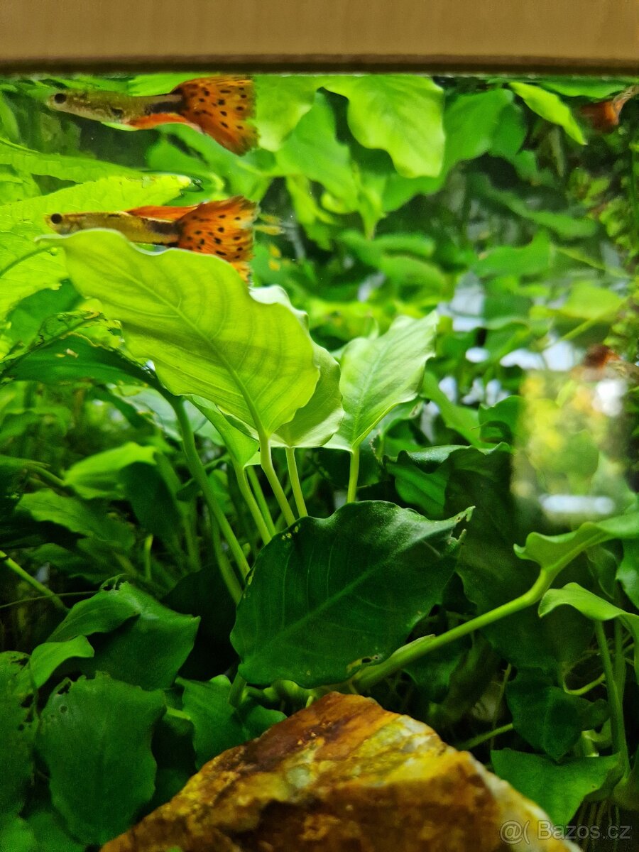 Čerstvé akvarijní rostliny - 2