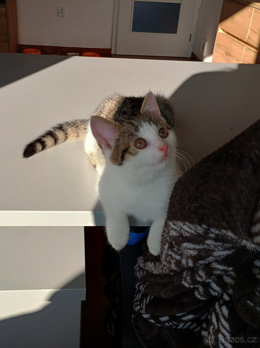 Koťata, kotě, jen do dobrých rukou - 2