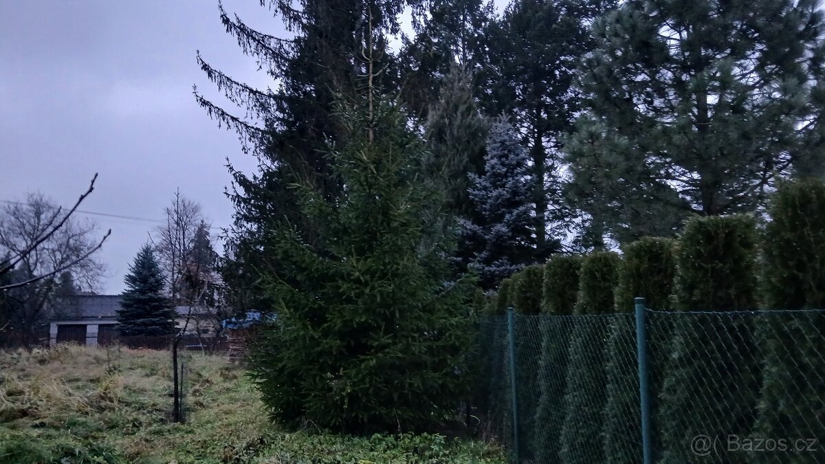 Vánoční stromek do 5 m - 2