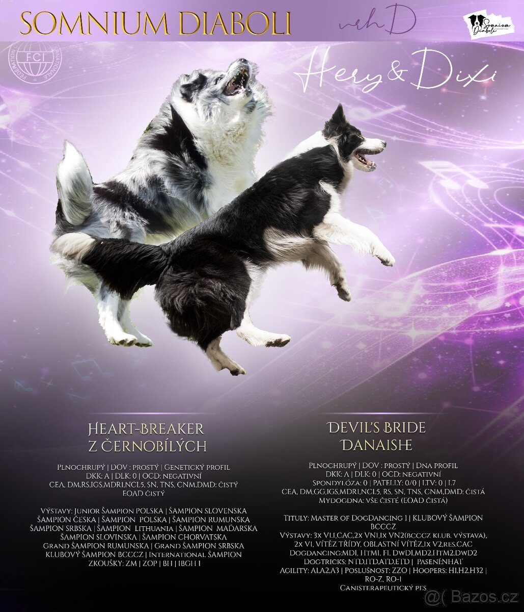 Border kolie štěně s PP - 2