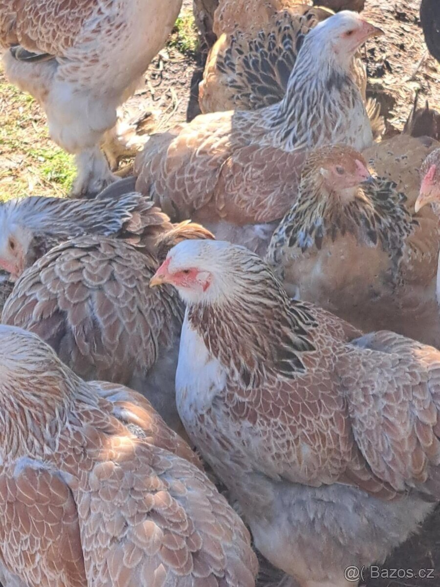 Brahmánka velká - 2