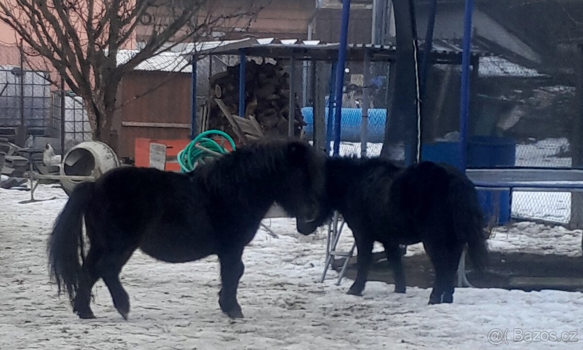 2 hřebci typu shetland - 2