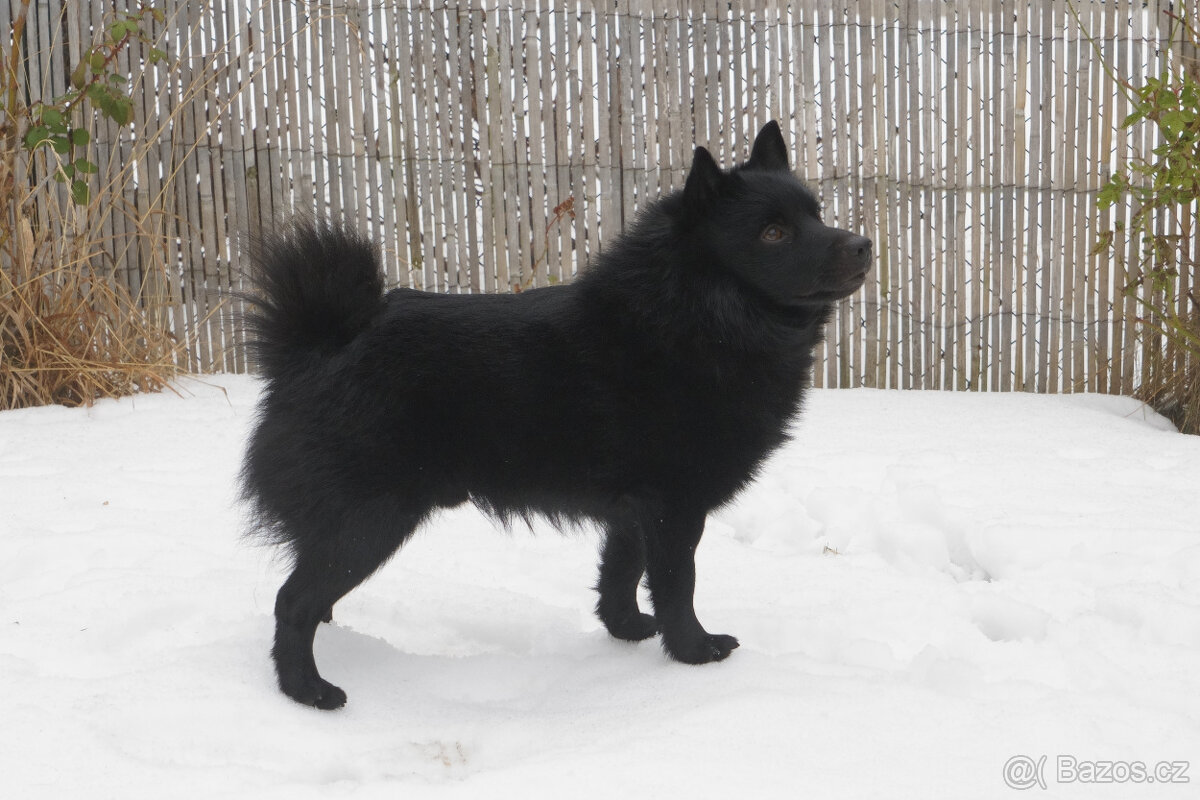 Nabídka krytí - Šiperka s PP - 2