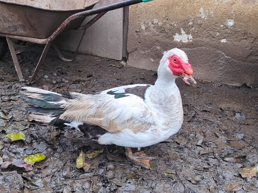 Kachna čínka - 2
