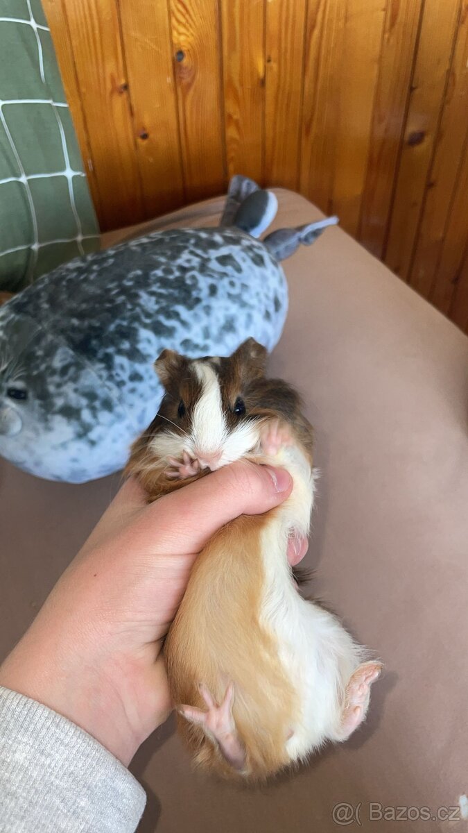 Darujem do dobrých rúk morče - 2