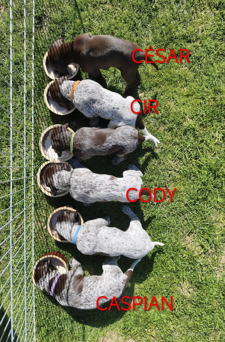 Německý krátkosrstý ohař - 2