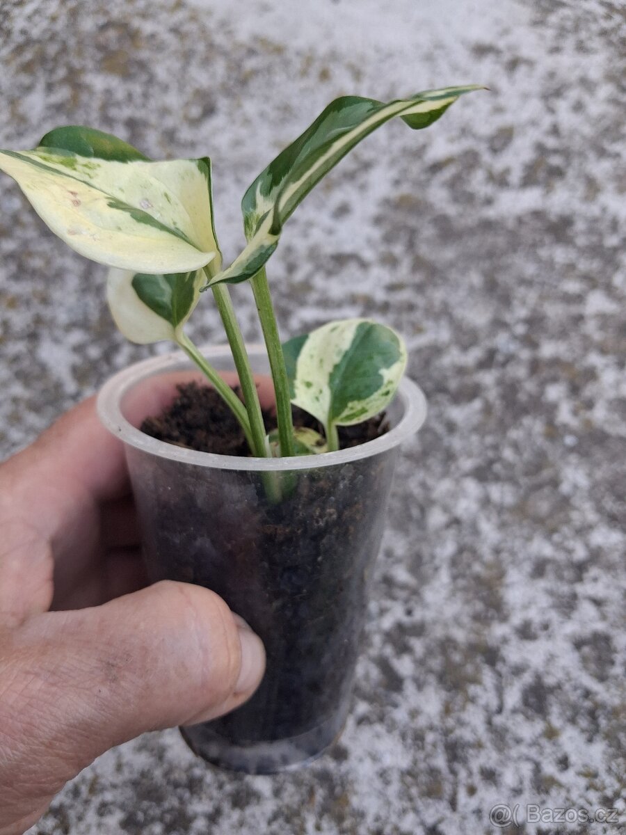 Epipremnum N'joy - 2