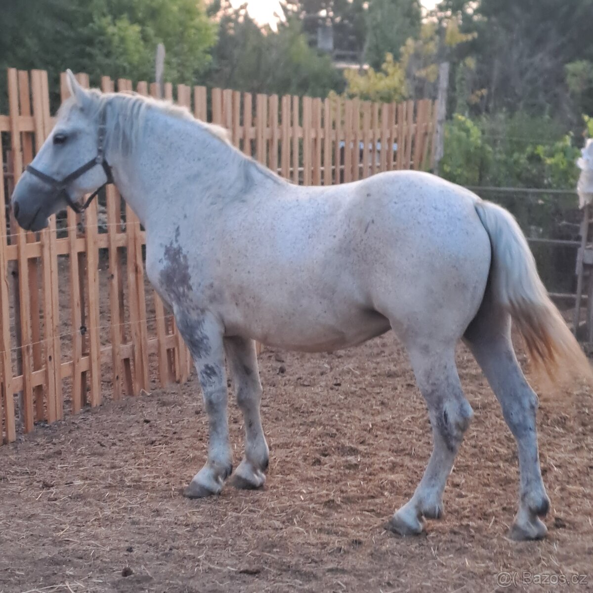 kríženec percheron na predaj - 2