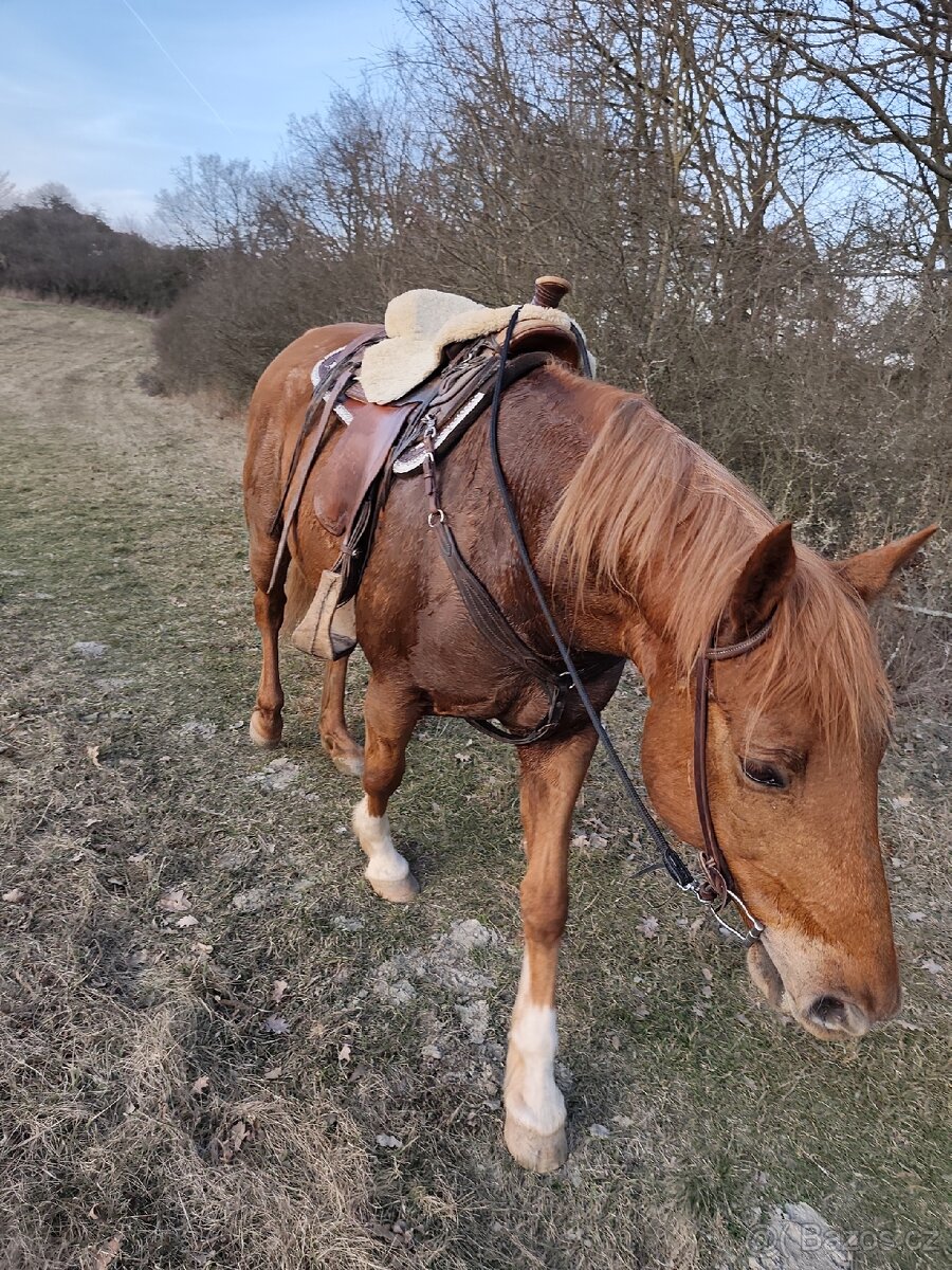 Valach Qh x Čt - 2
