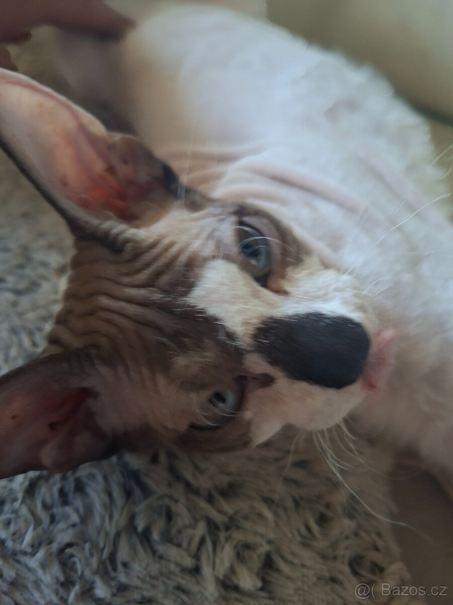 Don Sphynx - 2