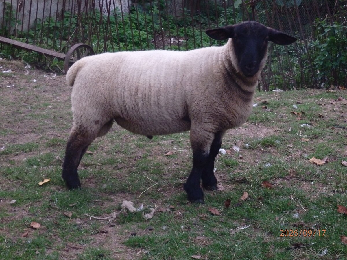 beran - 2