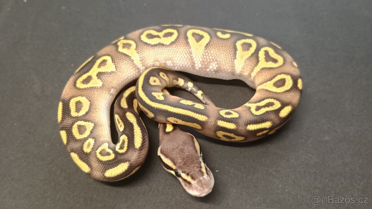 Krajta královská - 10/2025 - 2