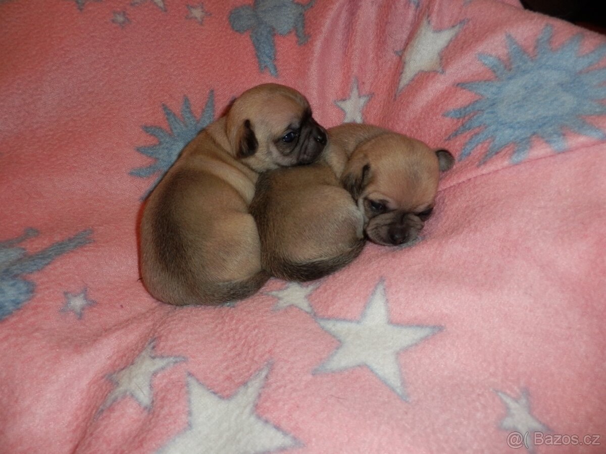 čivava krátkosrstá - 2