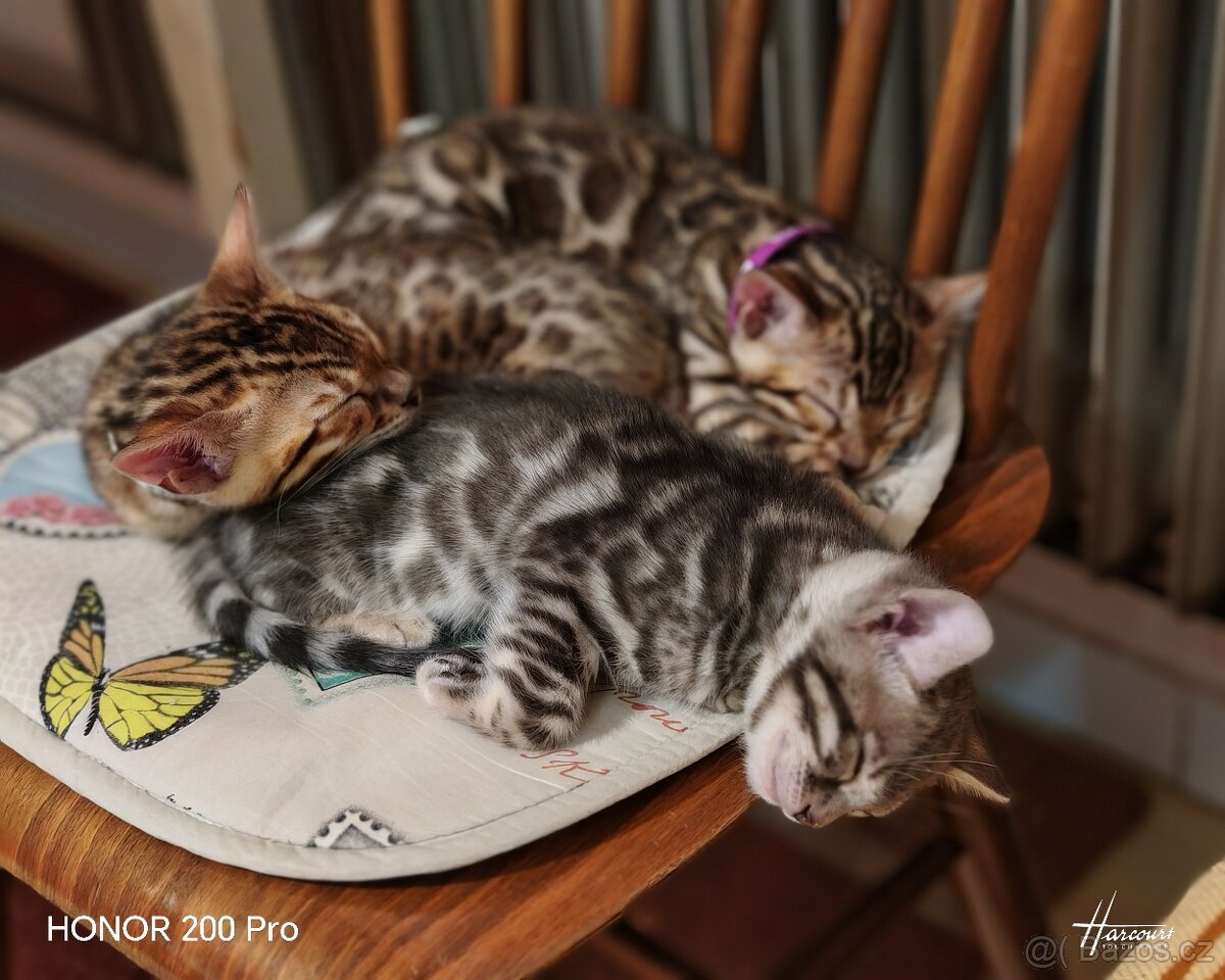 Bengálské koťátka, Bengálská kočka, Bengálky - 2