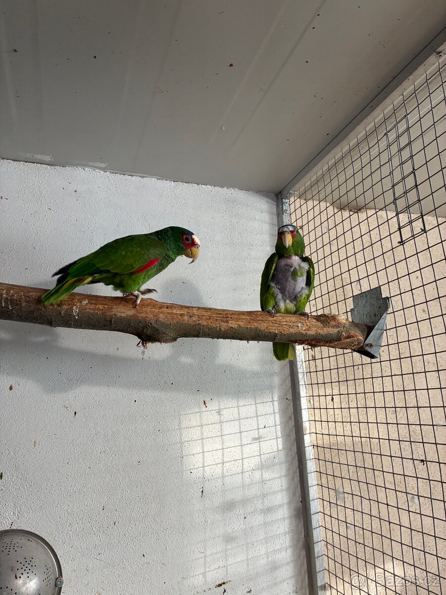 Amazoňan běločelý - 2