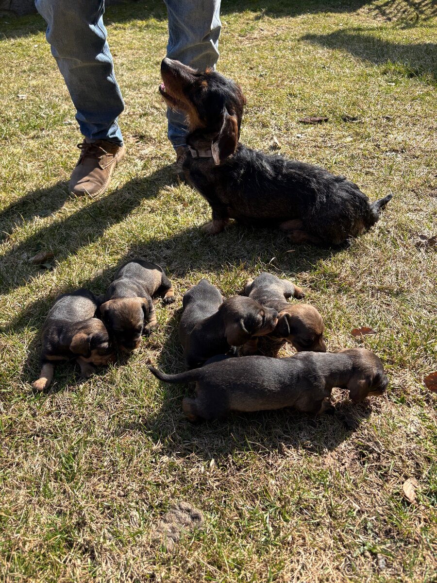 Drsnosrstý jezevčík bez pp - 2