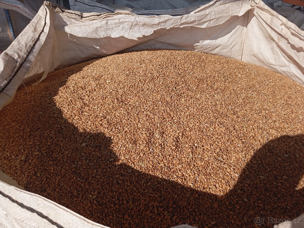 Pšenice, ječmen - 2