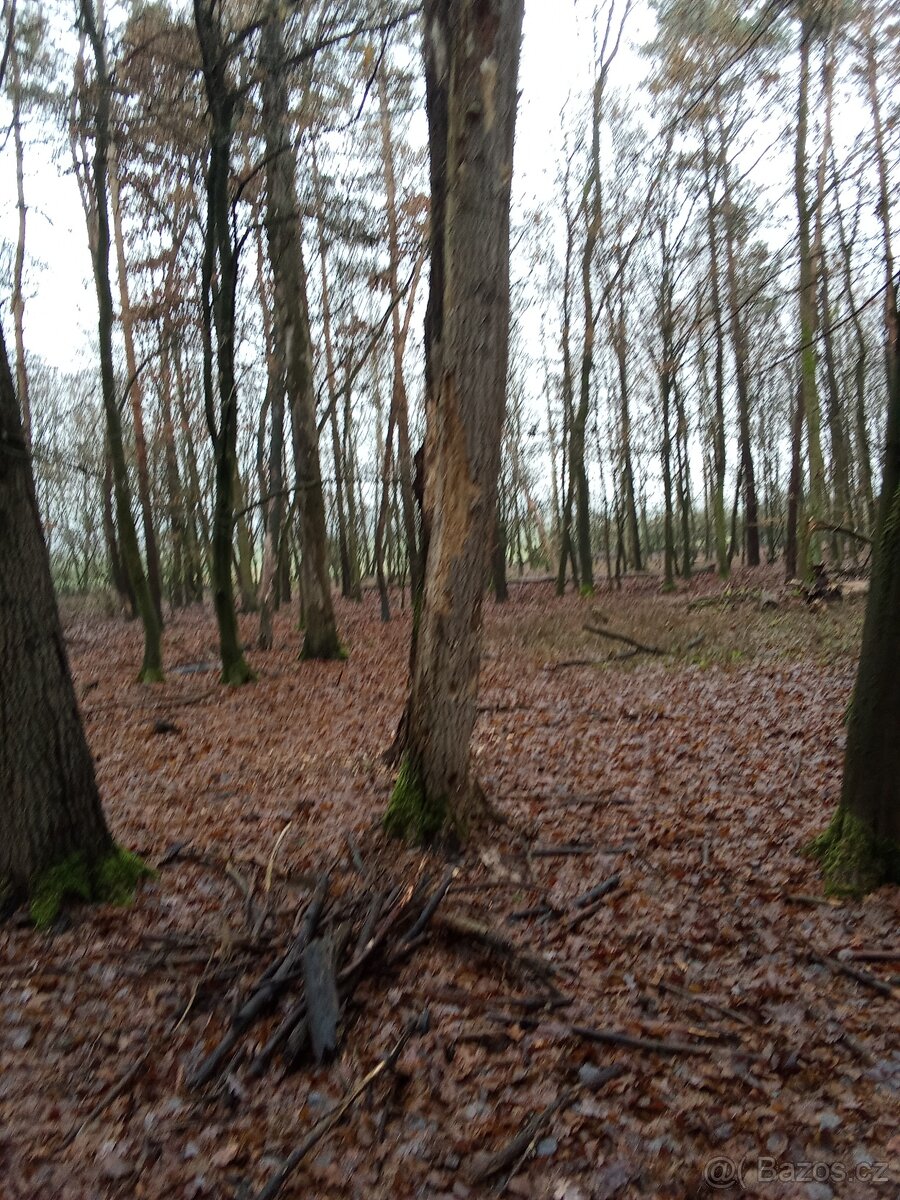 Nechám palivové dřevo - 2