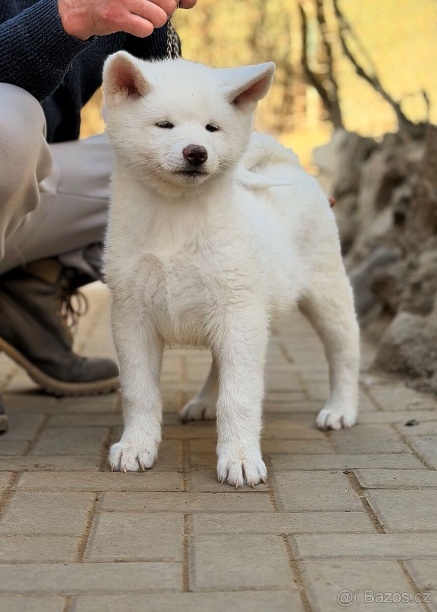 Štěňátka Akita Inu s průkazem původu FCI + AKÍHO - 2