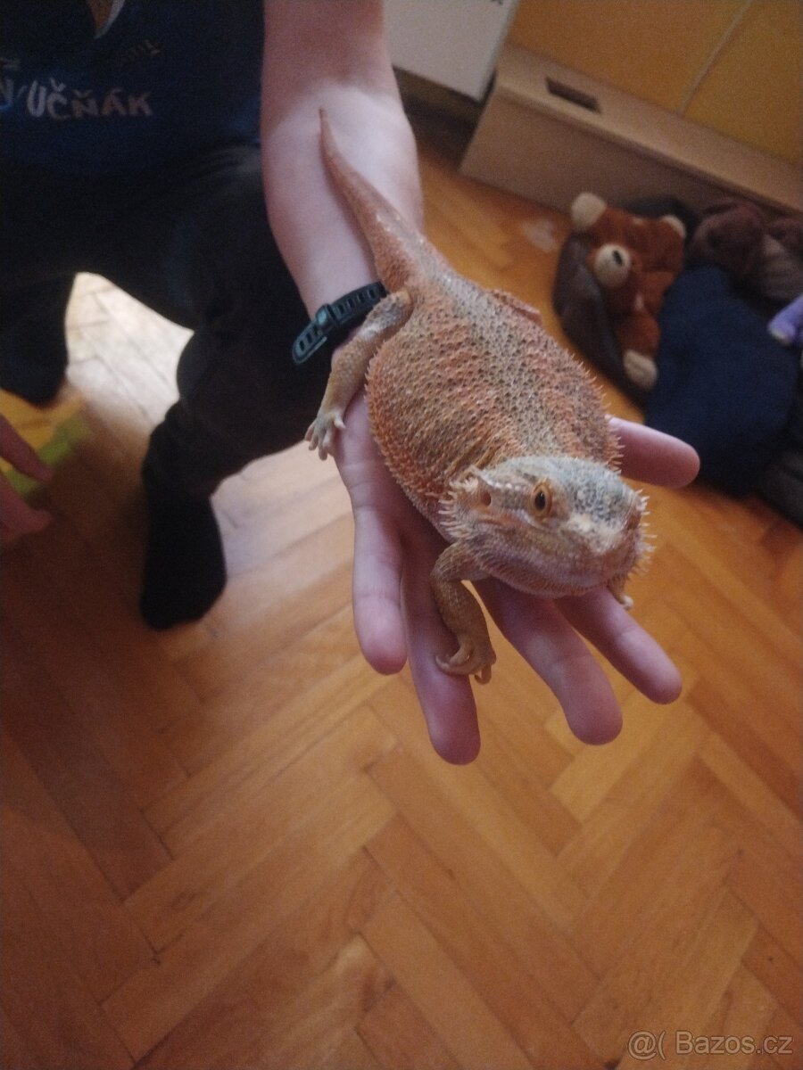 Agama vousata 2roky kluk - 2