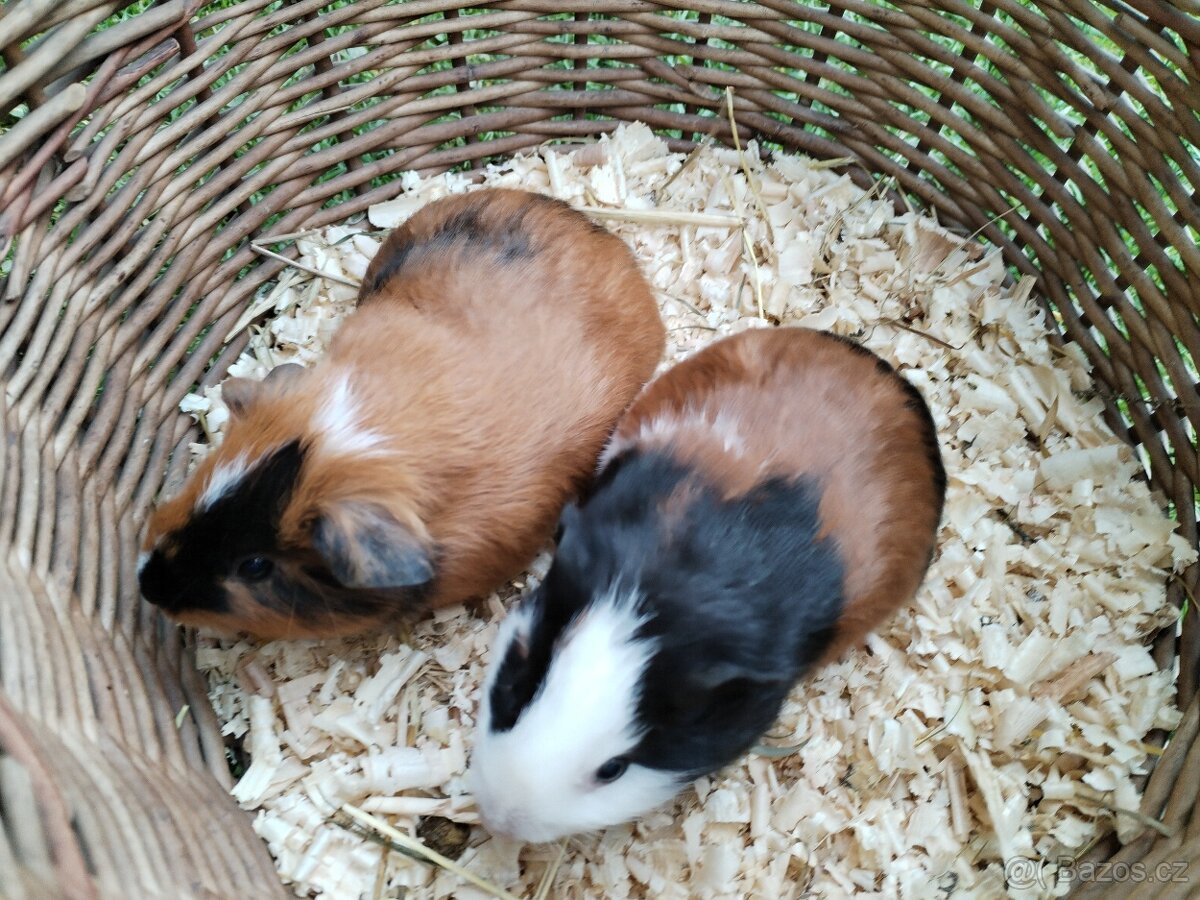 Morče - samička a samec (nar. 20.3.2026) - 2