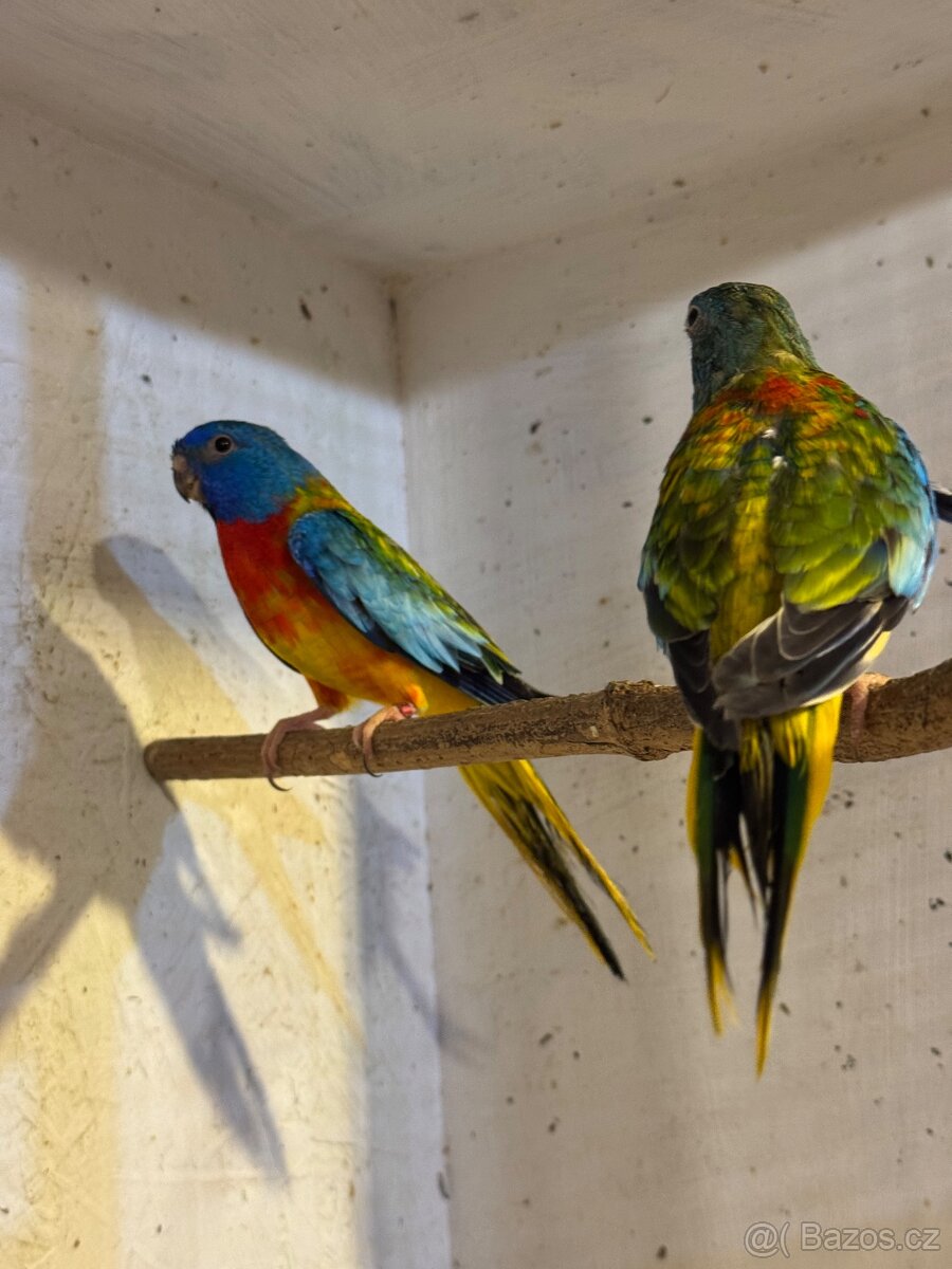 Neofema modrohlavá - 2