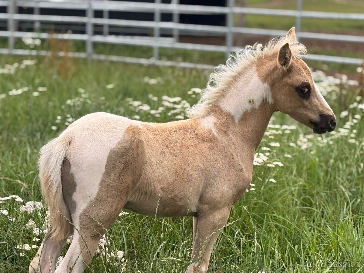Pony hřebeček nar. 31.5.2025 - 2