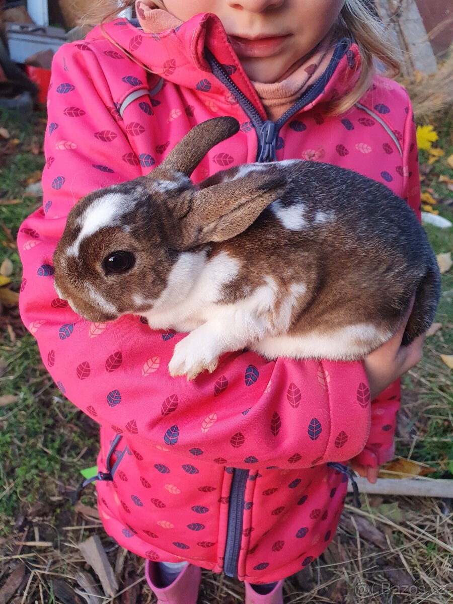 Zakrslý králík Rex X hototský - 2