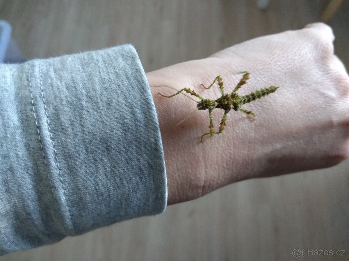 Strašilky a pakobylky - 2