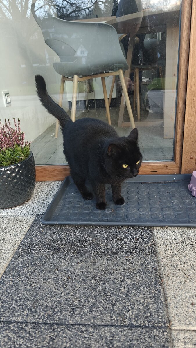 Černá kočka - 2