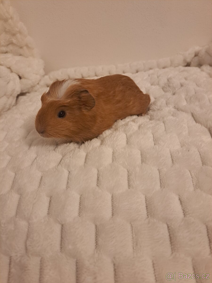 Morče sameček - rezervace - 2