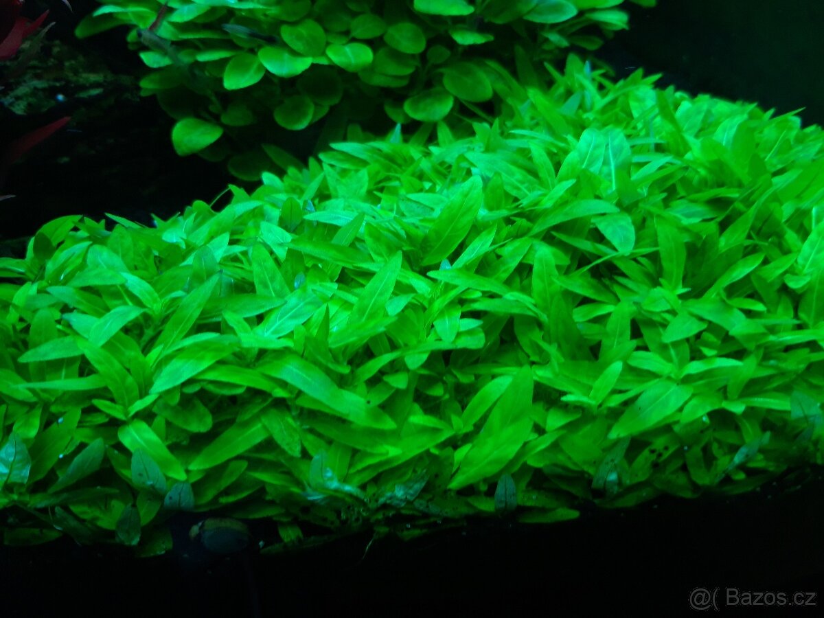 Akvarijní rostliny - 2