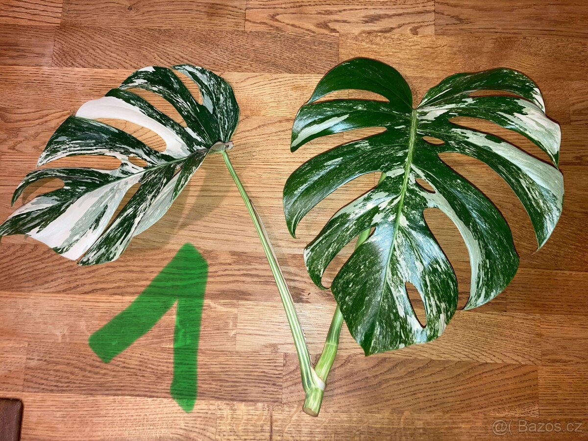 VYPRODÁNO Monstera albo variegata panašovaná bílá deliciosa - 2