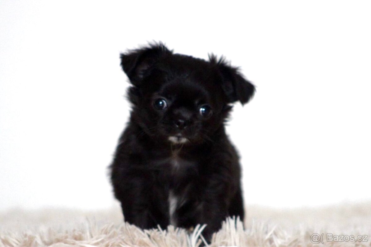 Čivava dlouhosrstá PP FCI - 2