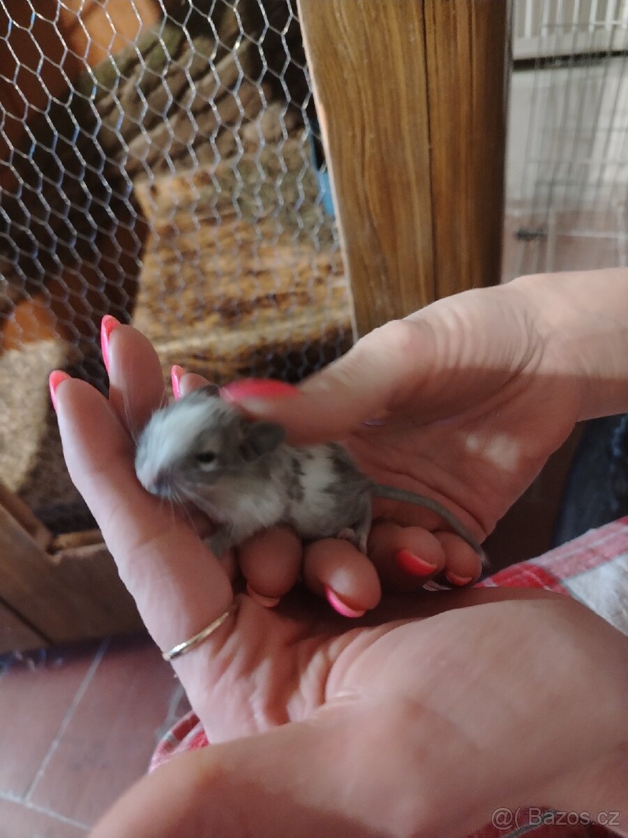 Osmak degu mlade - 2