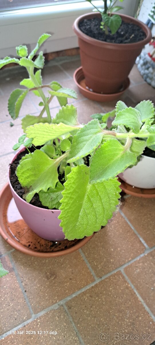 Prodám rýmovník - 2