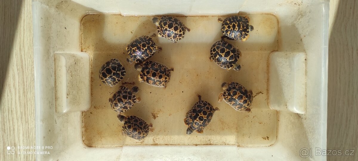 Želva paprsčitá - 2