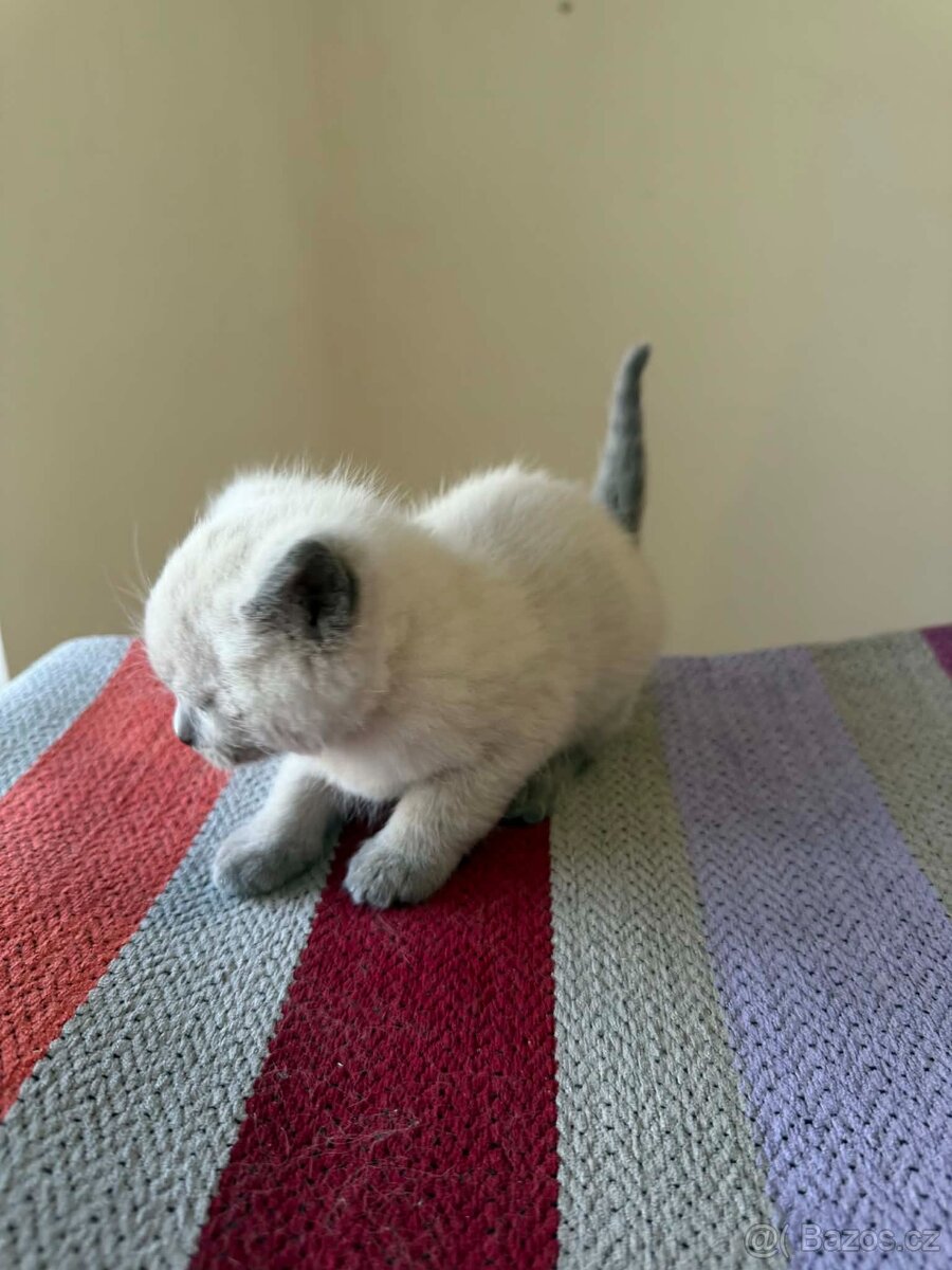 Britská koťata - 2