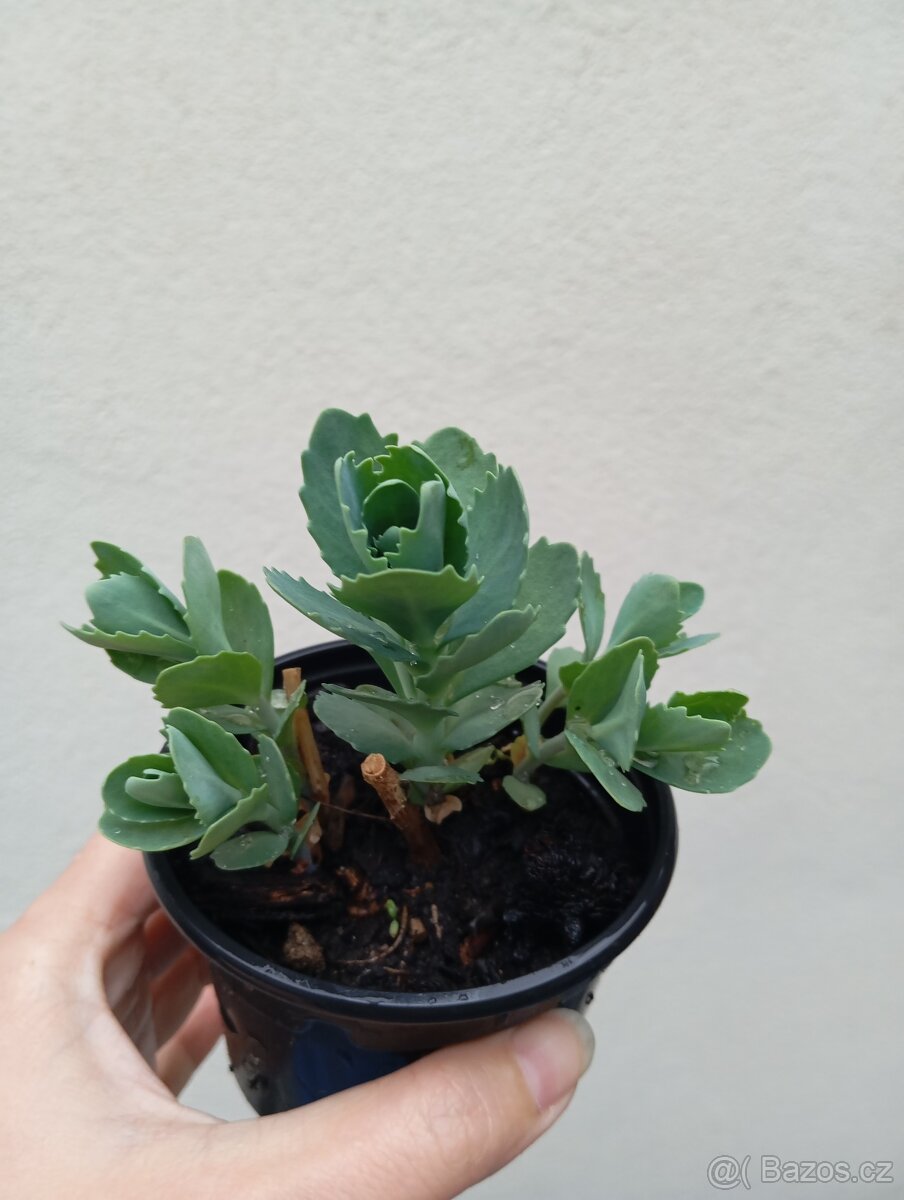 Rozchodníky, trvalky - 2