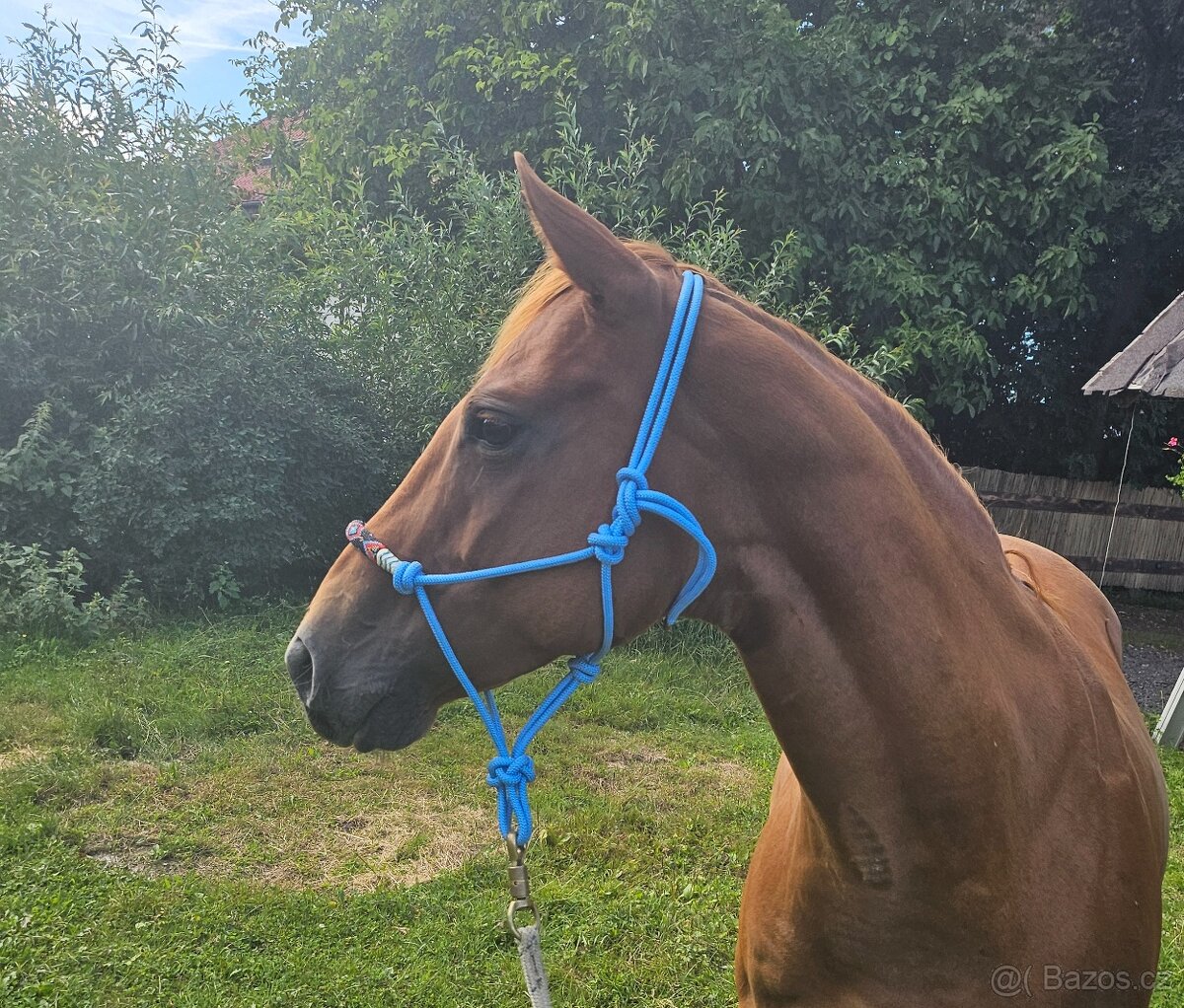 Prodám klisnu Appaloosa - 2