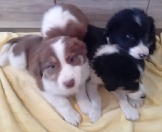 Štěňátka -Border kolie - 2