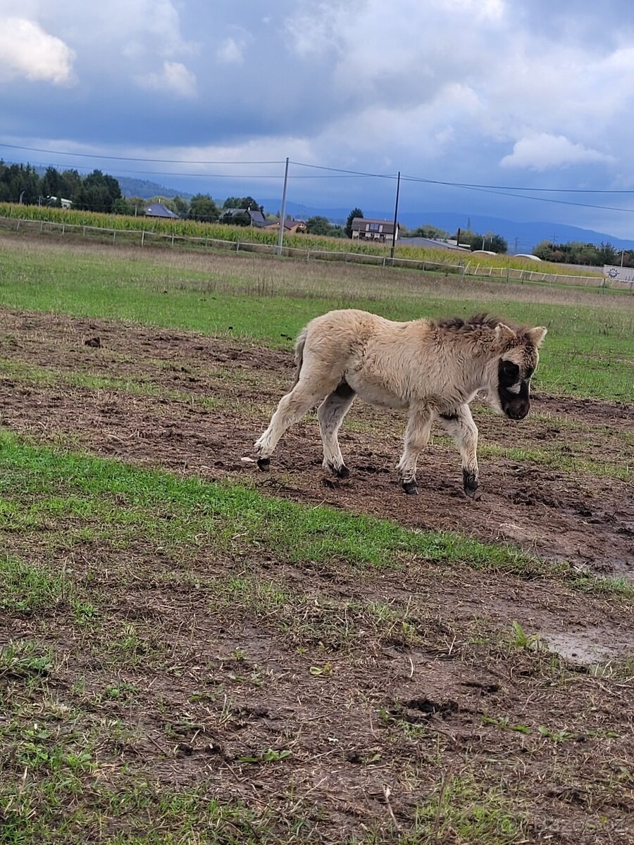 Shetland pony v mini typu- klisnička - 2
