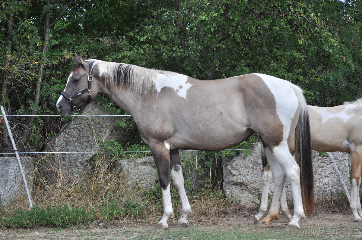 Klisna APH 6 let - 2